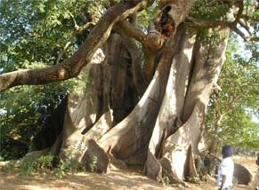Größter Baum Senegals-Abéné